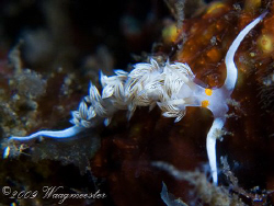Cratena lineata nudibranch - Sangeang island (Canon G9, I... by Marco Waagmeester 